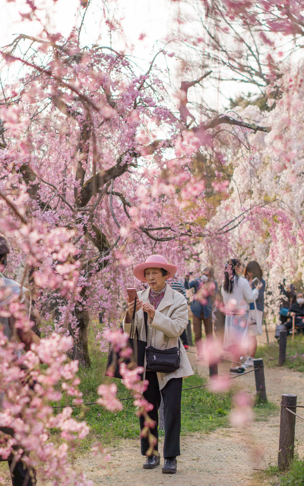 Magical Sakura Days in Kyoto, Japan