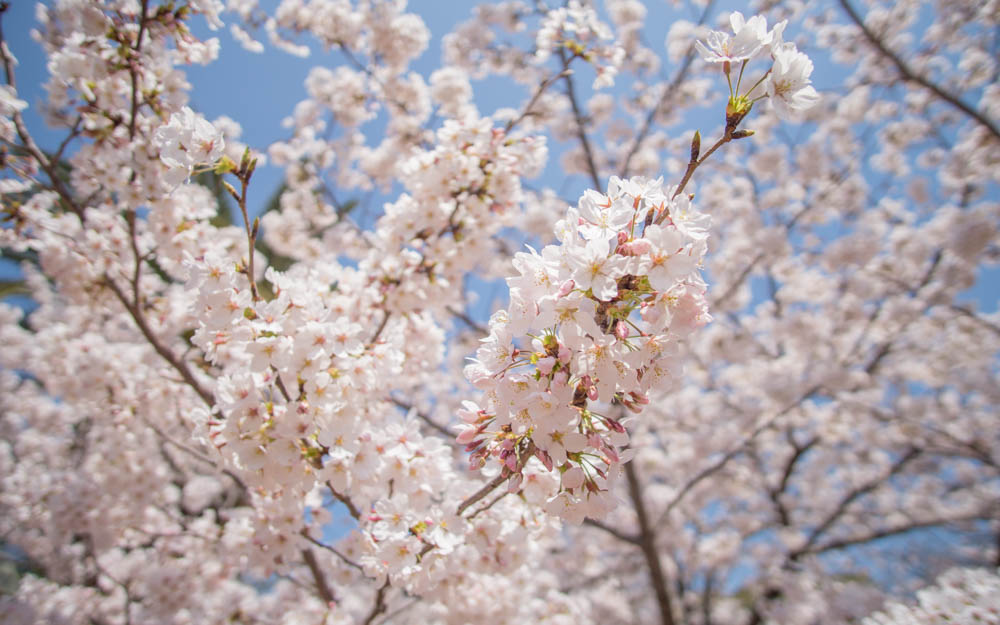 Japan in Spring: Osaka, Nara, Kobe