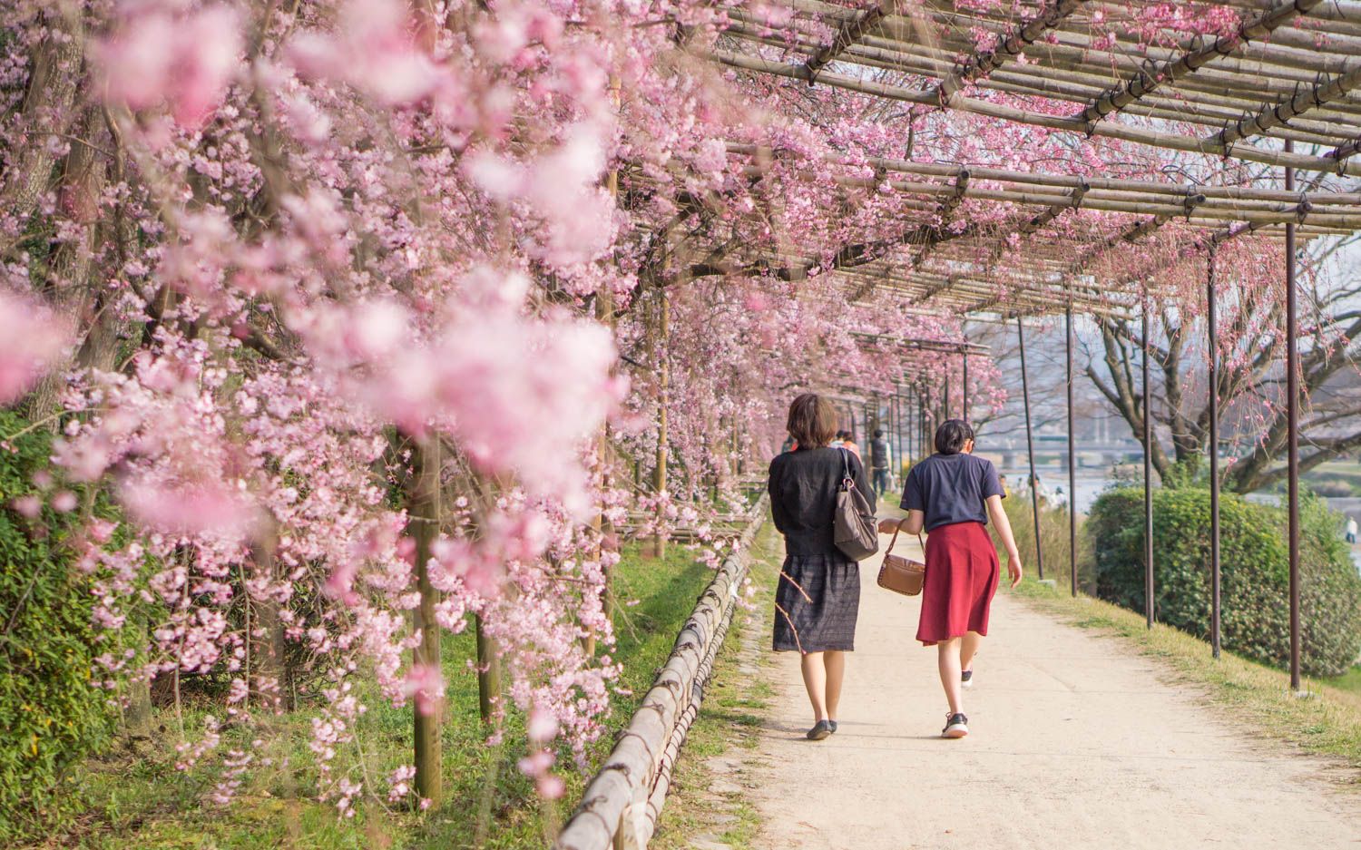 Magical Sakura Days in Kyoto, Japan